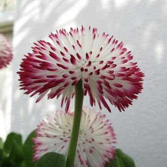 Bellis perennis 'Pomponette'