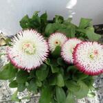 Bellis perennis 'Pomponette' - 