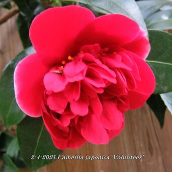 Camellia japonica 'Volunteer'