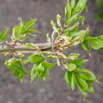 Euonymus alatus 'Nanus' - 