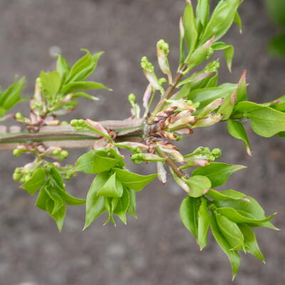 Euonymus alatus 'Nanus' - 