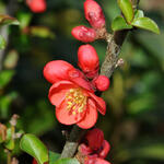 Chaenomeles speciosa 'Red Kimono' - 