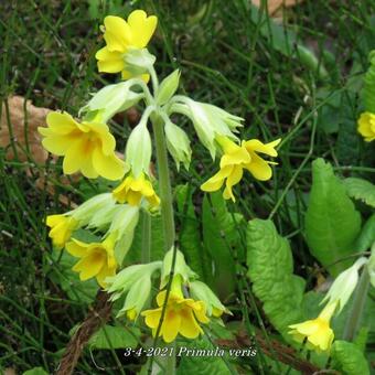 Primula veris