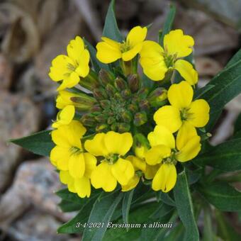 Erysimum x allionii