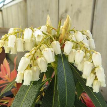 Pieris 'Forest Flame'