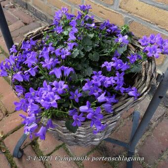 Campanula portenschlagiana