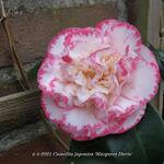 Camellia japonica 'Margaret Davis' - 