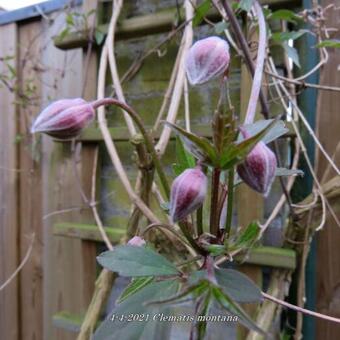 Clematis montana