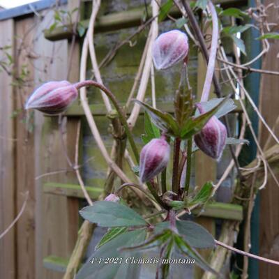 Clematis montana - 