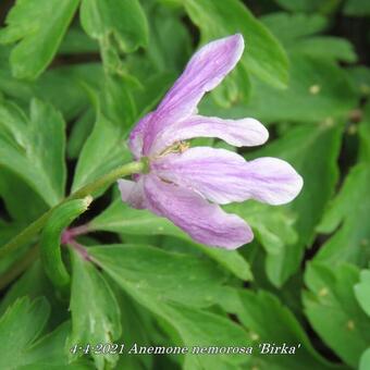 Anemone nemorosa 'Birka'