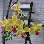 Phalaenopsis Baldan's Kaleidoscope 'Golden Treasure' - 