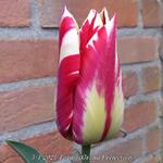 Tulipa 'Grand Perfection' - 