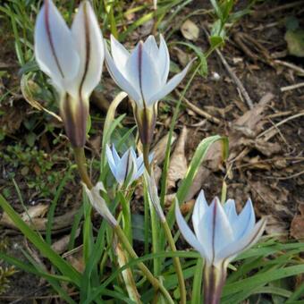 Ipheion uniflorum