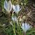 Ipheion uniflorum