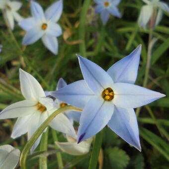 Ipheion uniflorum