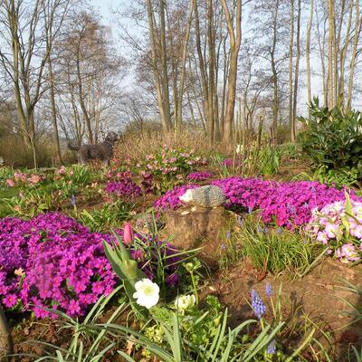 Primula 'Wanda' - Primula 'Wanda'