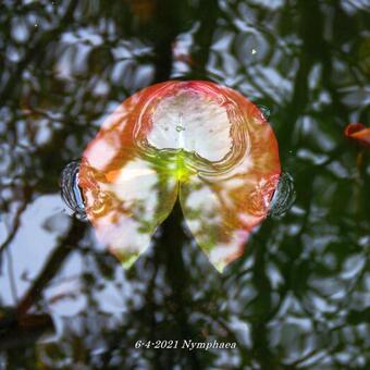 Nymphaea