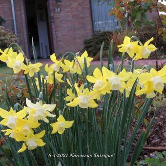 Narcissus 'Intrigue'