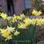 Narcissus 'Intrigue'