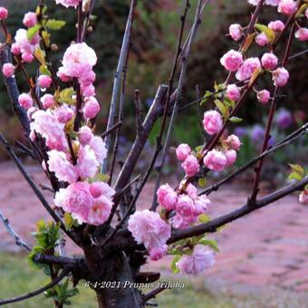 Prunus triloba