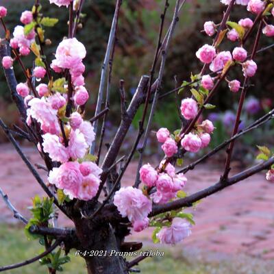 Prunus triloba - 