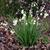 Leucojum aestivum