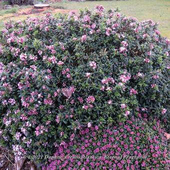 Daphne x transatlantica 'Eternal Fragrance'