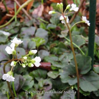 Cardamine trifolia