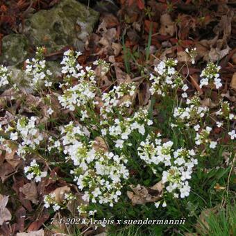 Arabis x suendermannii