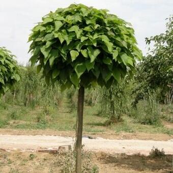 Catalpa bignonioides 'Nana'