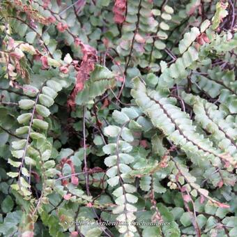 Asplenium trichomanes