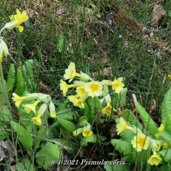 Primula veris