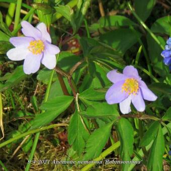 Anemone nemorosa 'Robinsoniana'