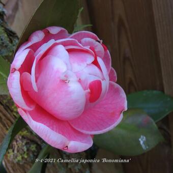 Camellia japonica 'Bonomiana'