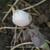 Sanguinaria canadensis 'Multiplex'