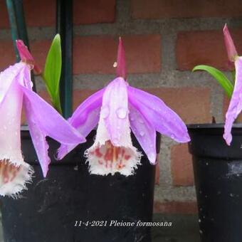 Pleione formosana