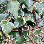 Hedera  algeriensis 'Gloire De Marengo' - Hedera algeriensis 'Gloire De Marengo'