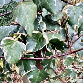 Hedera  algeriensis 'Gloire De Marengo'