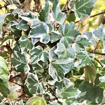 Hedera helix 'Glacier'