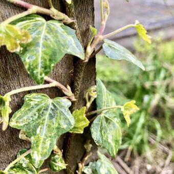 Hedera helix 'Kolibri'