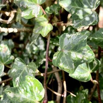 Hedera helix 'Kolibri'