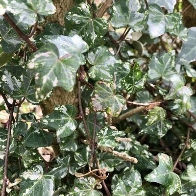 Hedera helix 'Kolibri' - 