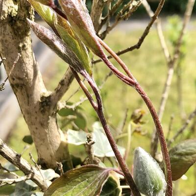 Clematis 'Liberty' - 