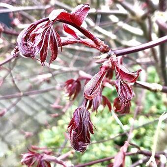 Acer palmatum 'Trompenburg'