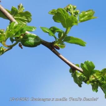 Crataegus x media 'Paul's Scarlet'