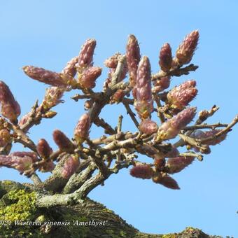 Wisteria sinensis 'Amethyst'