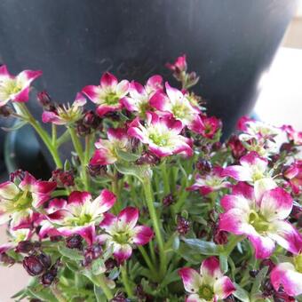 Saxifraga x arendsii 'ALPINO Early Picotee'