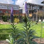 Echium webbii  - Webbs Natternkopf