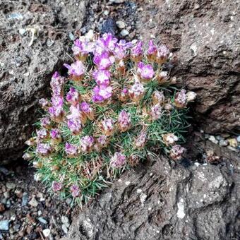 Armeria juniperifolia 'Drake's Deep Form'