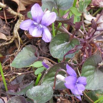 Viola riviniana 'Purpurea'